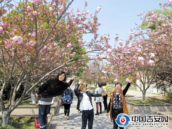 图为：市民正在欣赏樱花3