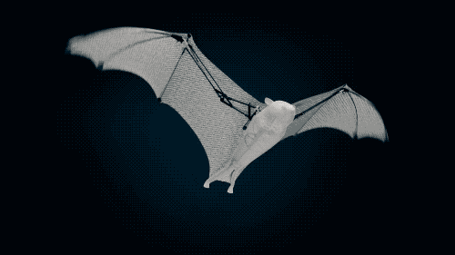 可自主飞行的「蝙蝠机器人」BionicFlyingFox.gif