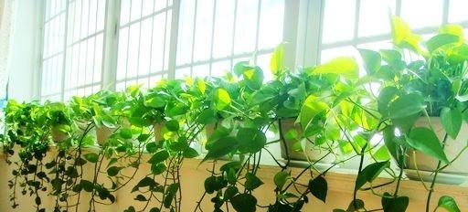 办公室装修植物：绿萝
