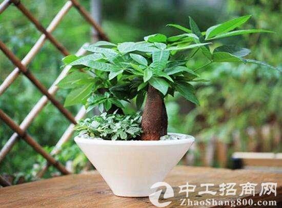 办公室养“发财树”寓意好，却不停黄叶，这3点你注意了吗？