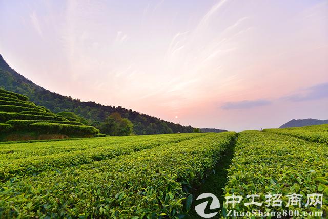「茶产业」中国茶产量达261万吨居世界第一 占全球产量45%