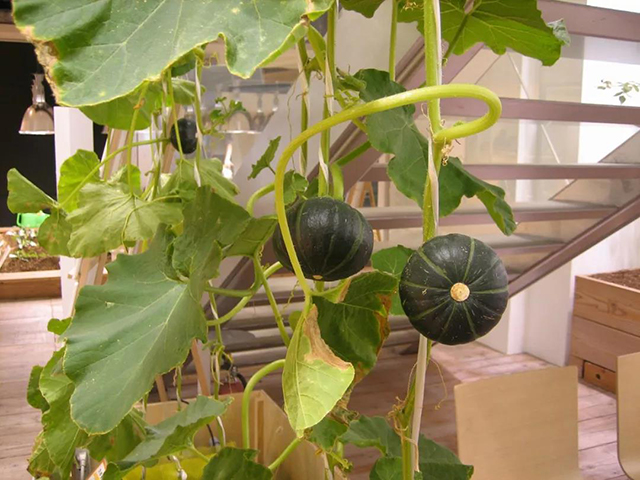 PASONA楼梯间蔬菜.jpg